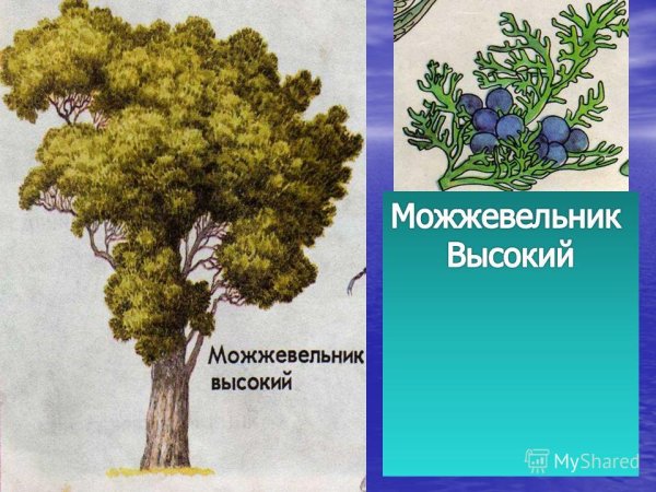Можжевельник высокий нарисовать