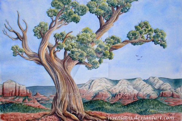 Можжевельник дерево нарисовать