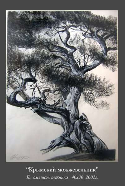 Можжевельники Крыма рисунки