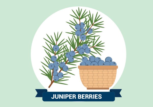 Можжевельник вектор