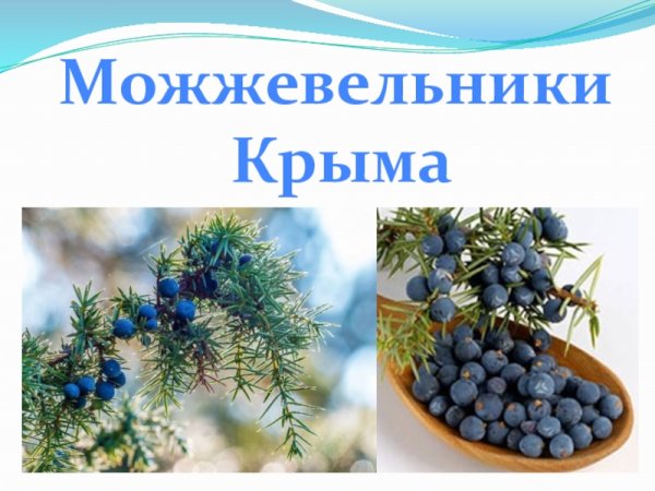 Рисунок на тему можжевельник Крыма