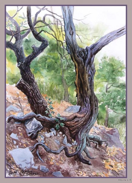 Можжевельник Крыма акварелью