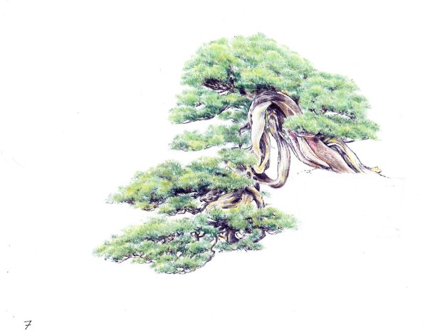 Можжевельник карандашом дерево