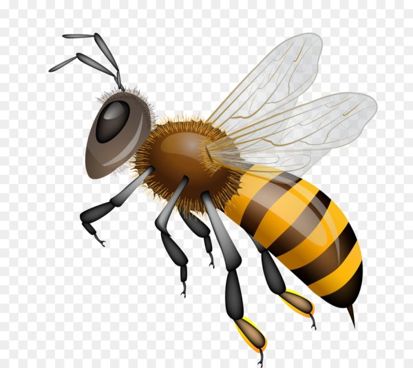 Пчела на прозрачном фоне