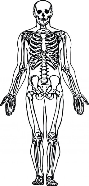 Скелет человека раскраска