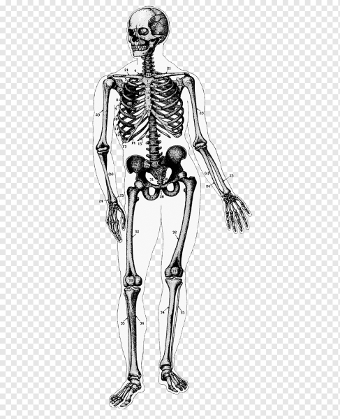 Скелет, Skeleton анатомия