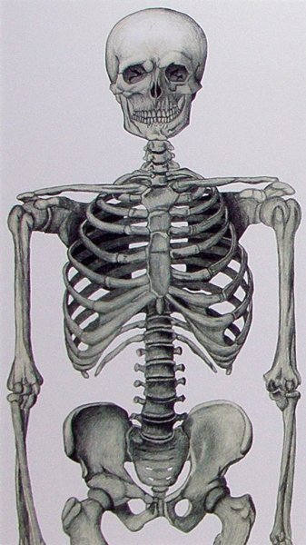 Скелет рисунок
