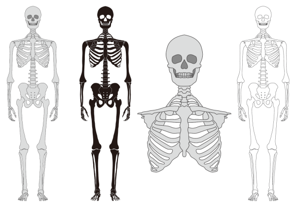 Векторный скелет