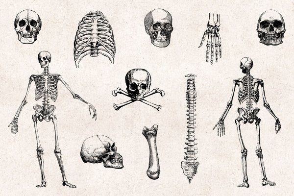 Анатомия скелет грудная клетка и таз