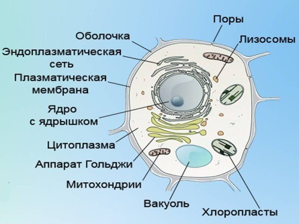 Строение животной клетки 6 класс биология