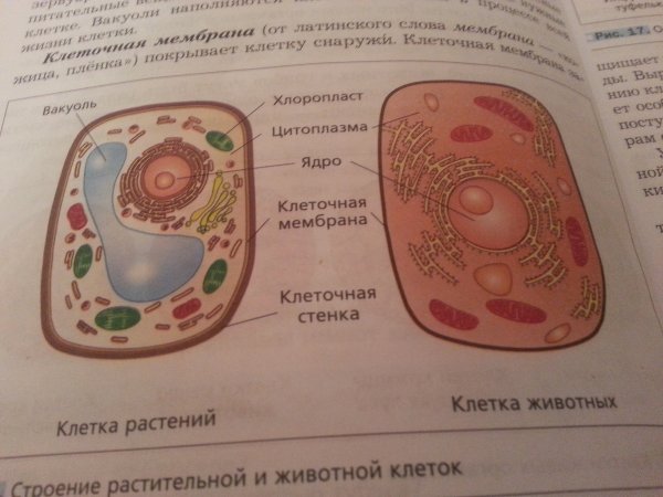 Биология 6 класс строение растительной и животной клетки
