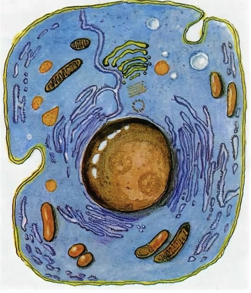 Цитология строение клетки