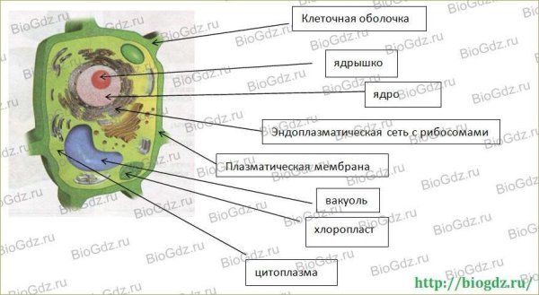 Строение растительной клетки 7 класс биология
