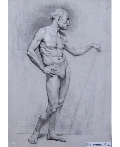 Могилевцев анатомия фигуры человека