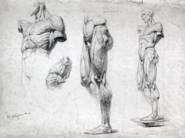 Скелет Экорше Гудона