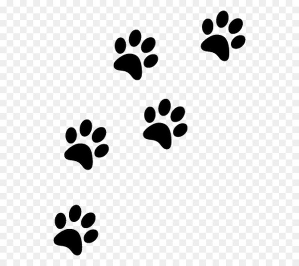 Кошачьи следы