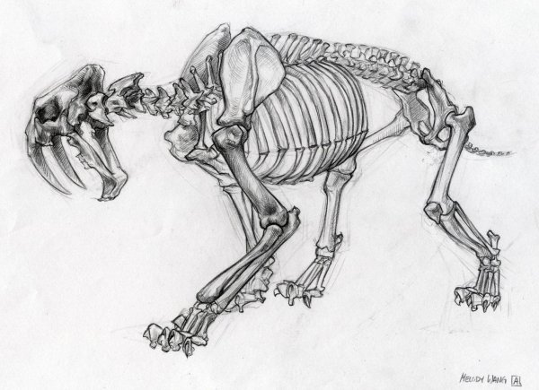 Скелет карандашом