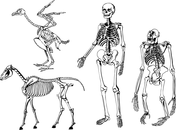Скелет человека для срисовки в полный рост