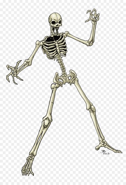 Скелет человека спереди и сзади рисунок