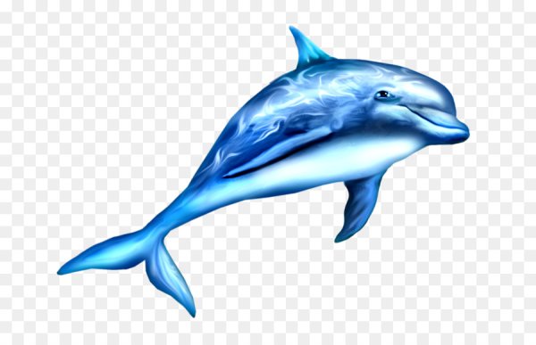 Дельфин на белом фоне