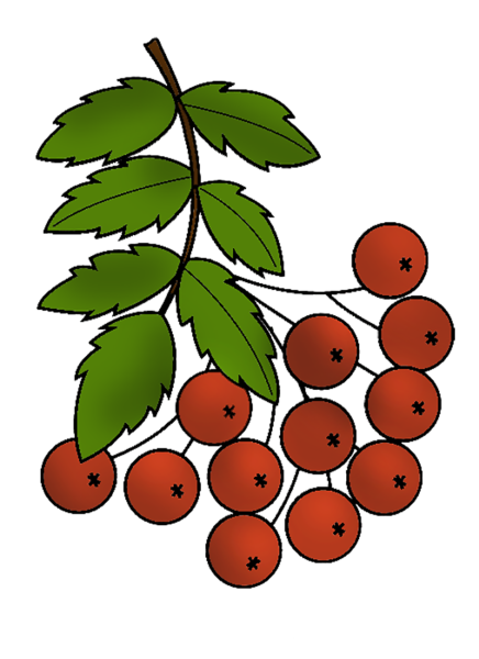 Ветка рябины
