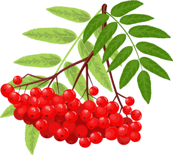 Гроздь рябины Рябинка