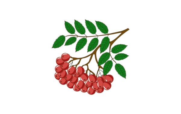 Гроздь рябины рисунок