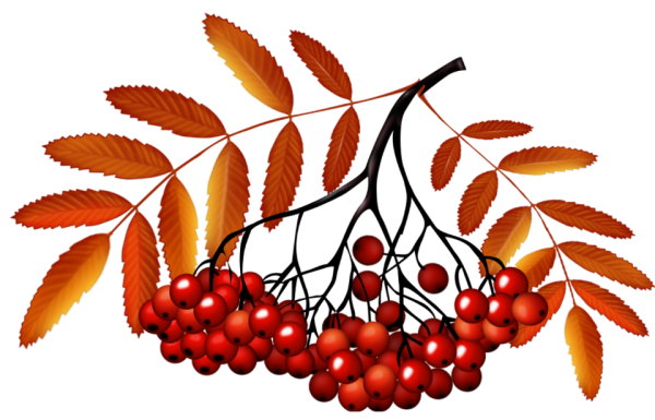 Рябина для дошкольников