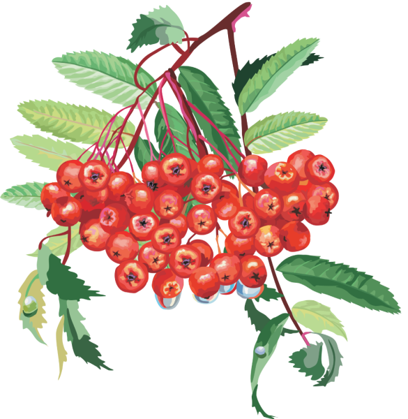 Рябина Графика