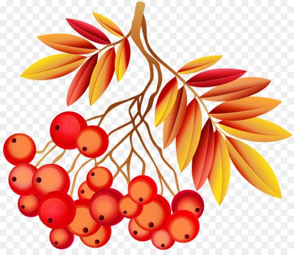 Гроздь рябины