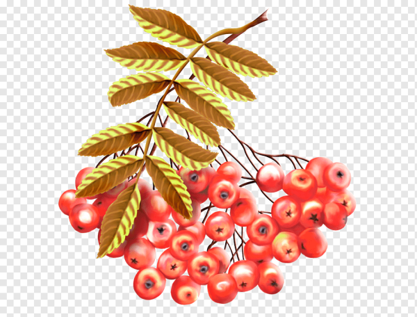 Кисть Рябинки гроздь Калинки