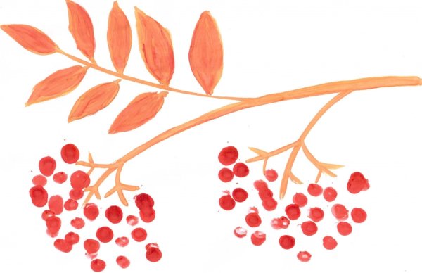 Ветка рябины для раскрашивания