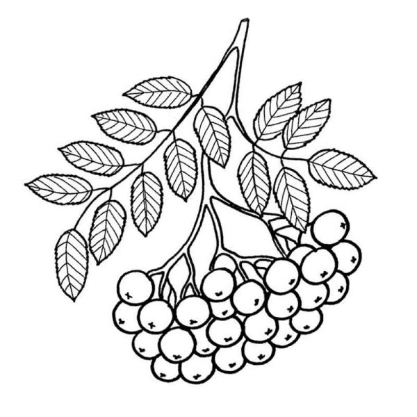 Рисование гроздь рябины