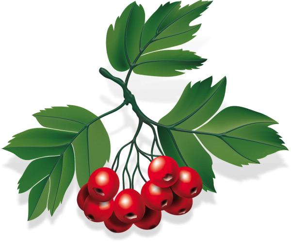 Ветка рябины