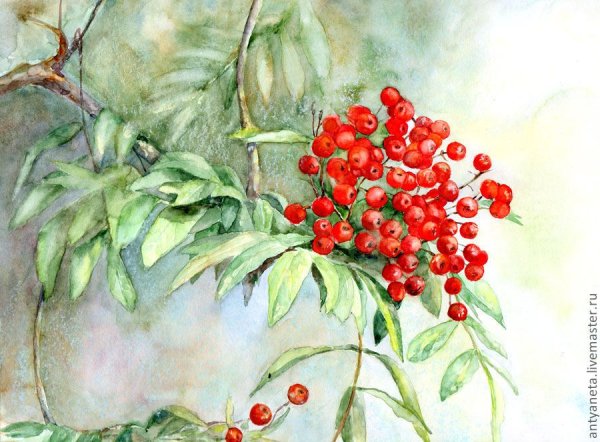 Рябина рисунок акварелью