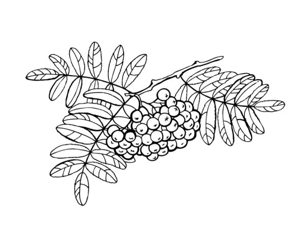 Рябина для детей