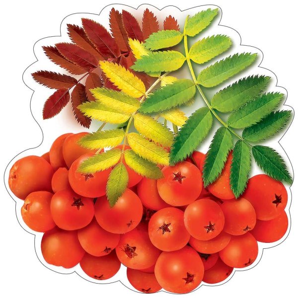 Кисть рябины рисунок