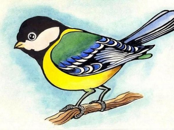 Синичка лазоревка рисунок