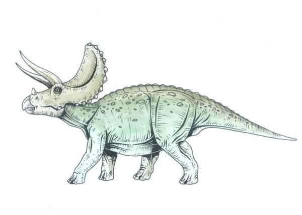 Трицератопс вид сбоку