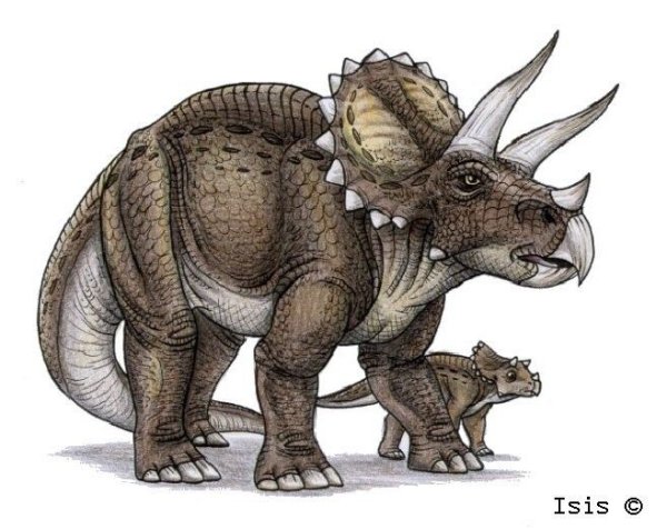 ISISMASSHIRO Triceratops