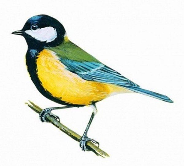 Синичка акварелью