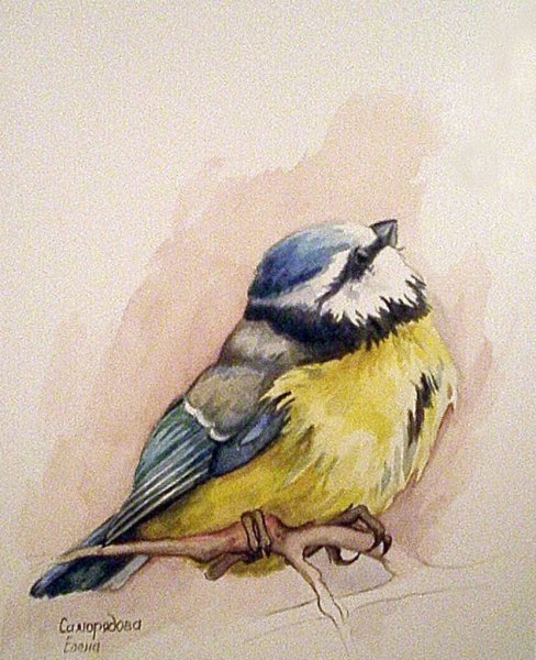 Синица цветными карандашами