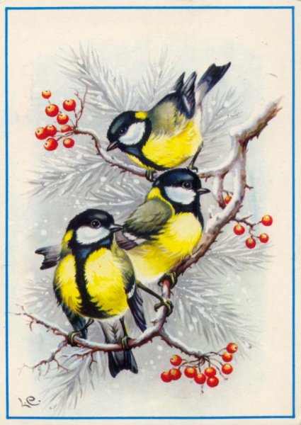 Синица птица на белом фоне