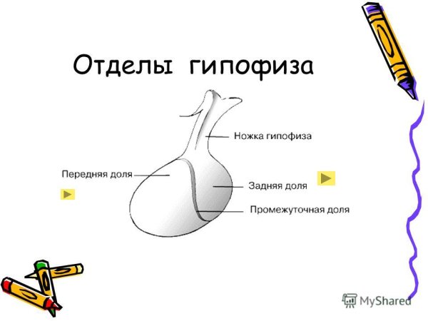 Анатомическое строение гипофиза