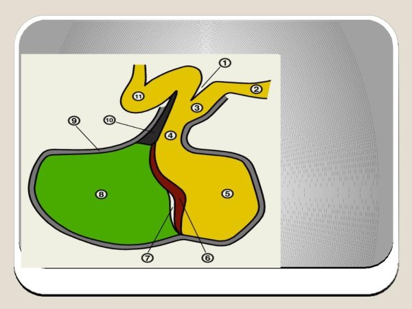 Гипофиз строение