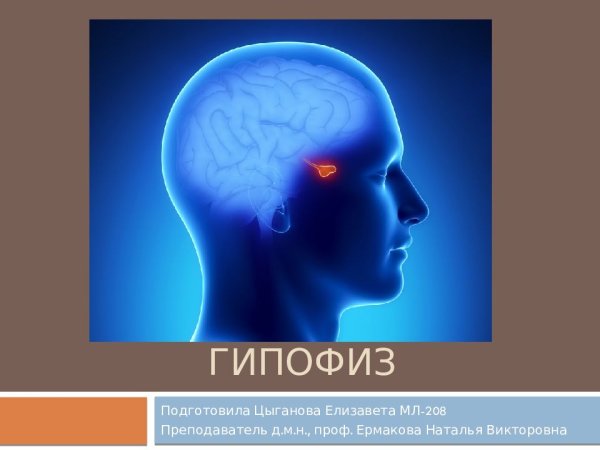 Гипофиз человека