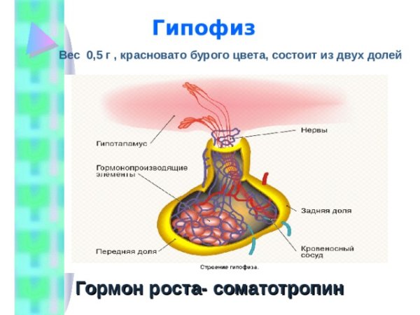 Гормоны гипофиза биология 8 класс