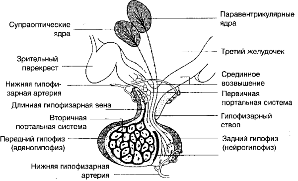 Гипоталамо-гипофизарная система анатомия