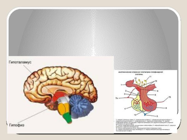 Гипофиз в мозге