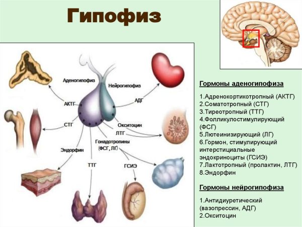 Строение передней доли гипофиза